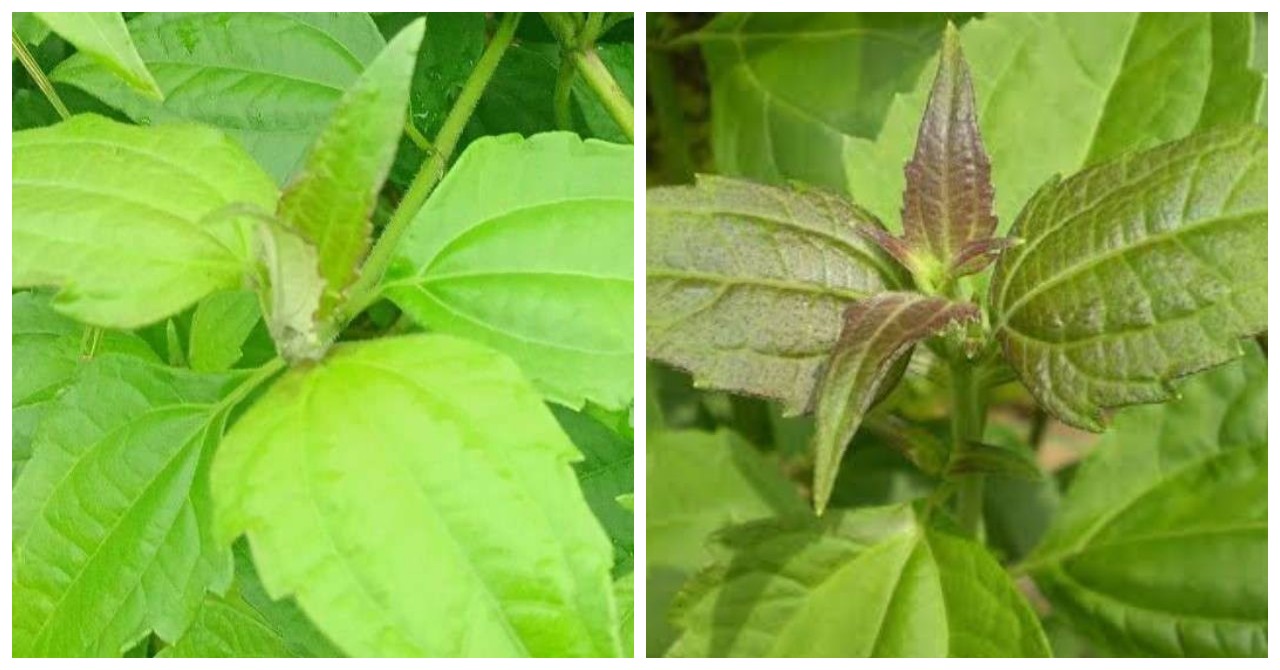 5 Manfaat Daun Kopasanda untuk Kesehatan, dari Luka hingga Maag