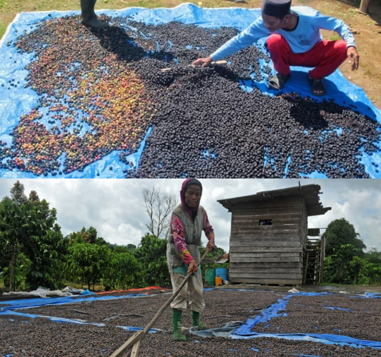Musim Hujan, Kesulitan Petani Menjemur Kopi