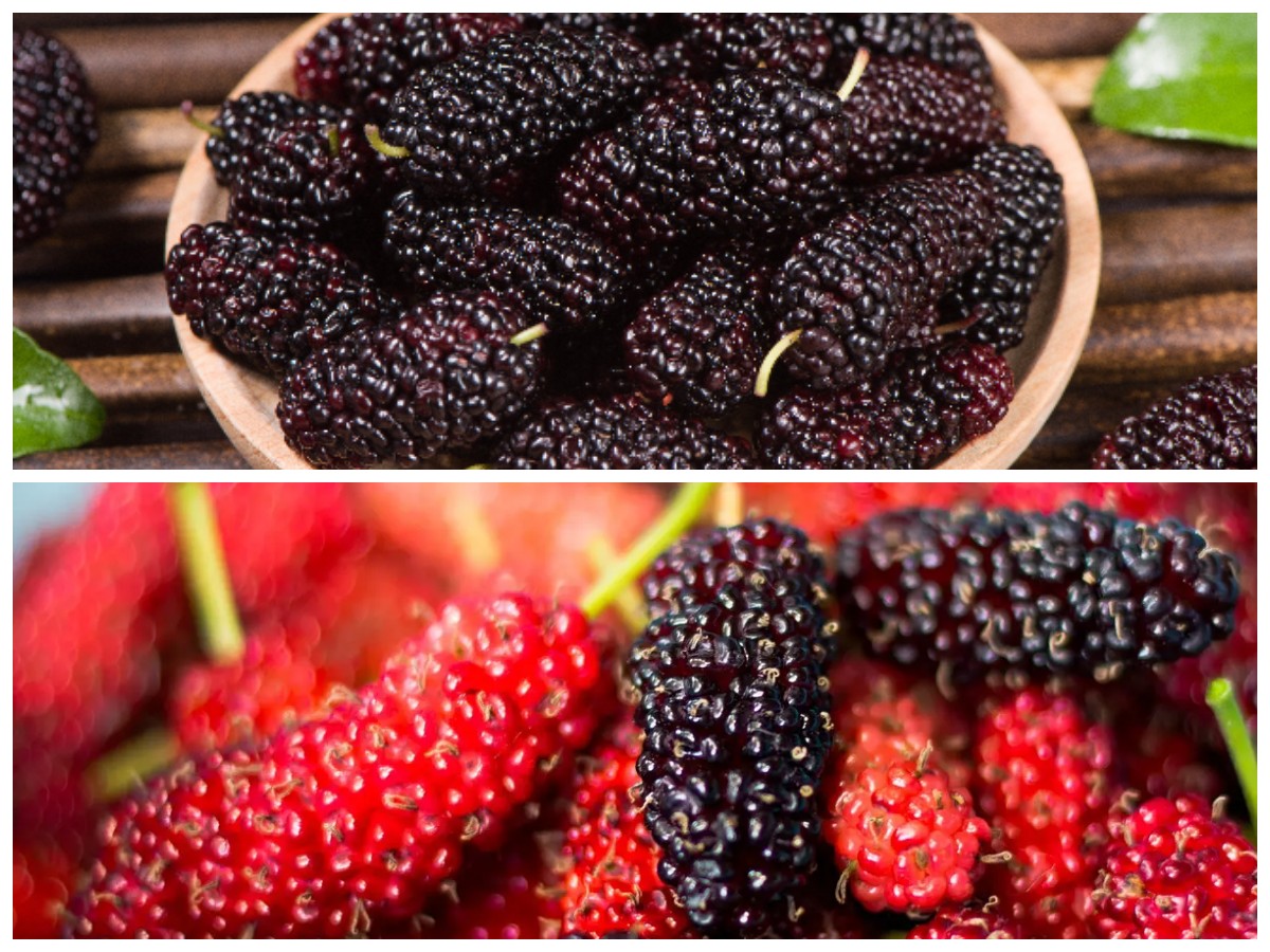 7 Alasan Buah Murbei Jadi Superfruit Andalan untuk Meningkatkan Vitalitas dan Kesehatan