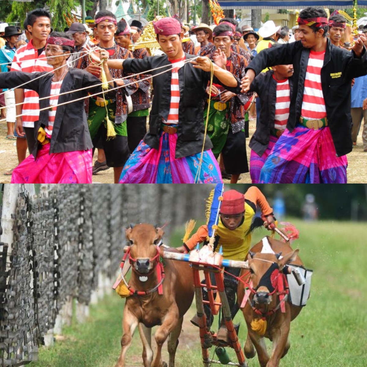 Mengapa Karapan Sapi Jadi Tradisi Madura yang Menarik! Simak PEnjelasannya!