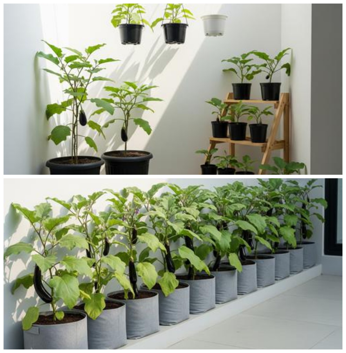 Kebun Terong Mini di Pot: Cara Praktis Memanfaatkan Lahan Kecil Agar Tetap Produktif dan Estetik