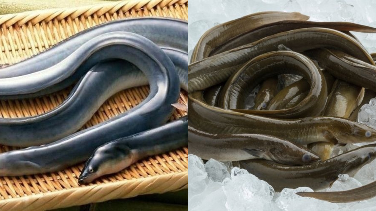 Teryata Ini Guys! Kandungan Nutrisi Dan Manfaat Belut Untuk Kesehatan Berikut Penjelasannya