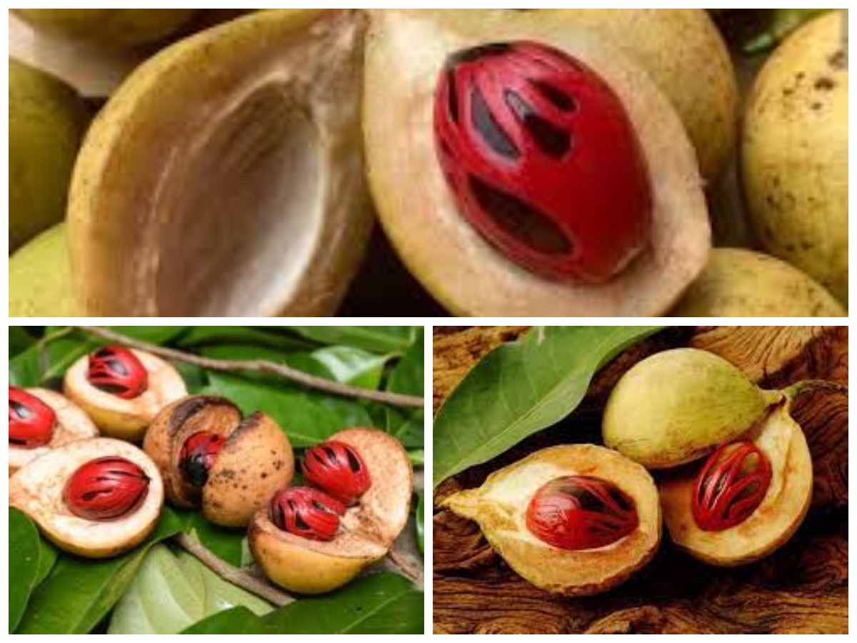 Manfaat Buah Pala bagi Kesehatan: Dari Rempah Legendaris Hingga Obat Alami!