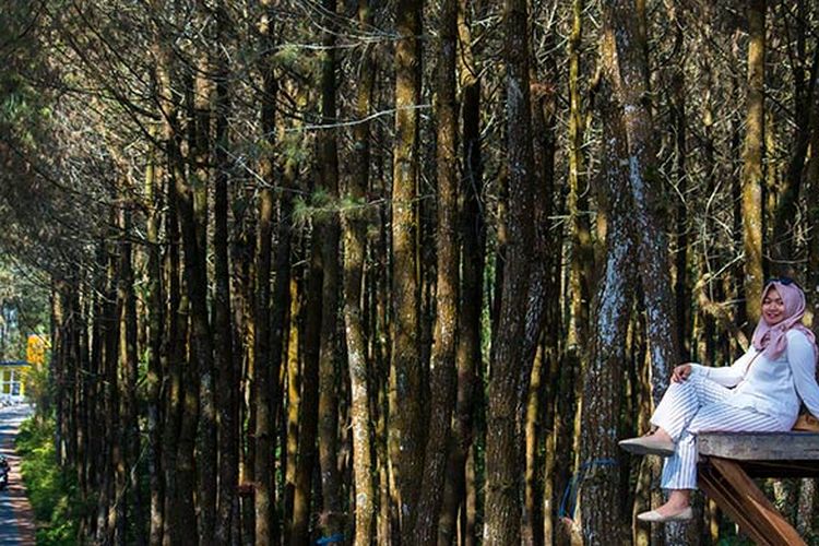 Wisata Instagramable Andalan Magelang, Inilah Hal Seputar Destinasi Hutan Pinus Kragilan!