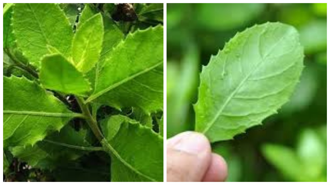 5 Manfaat Daun Beluntas untuk Kesehatan !