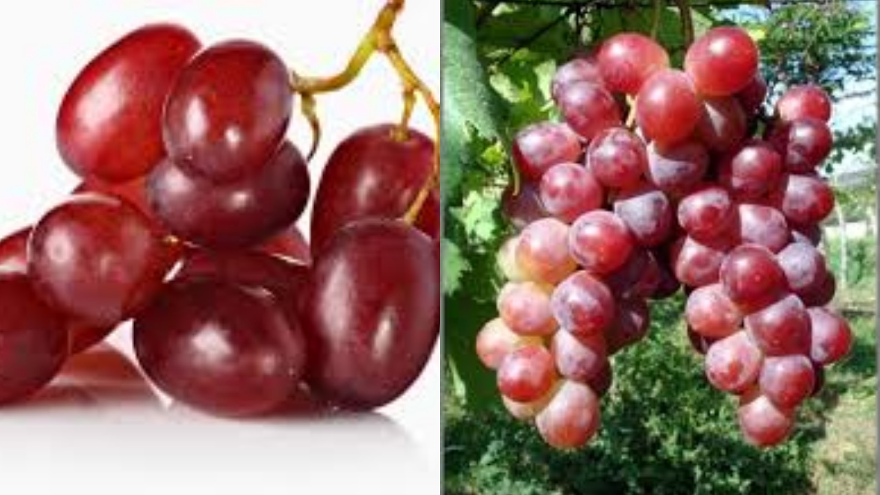 Anggur Merah dan Kesehatan: Rahasia Antioksidan yang Menyegarkan