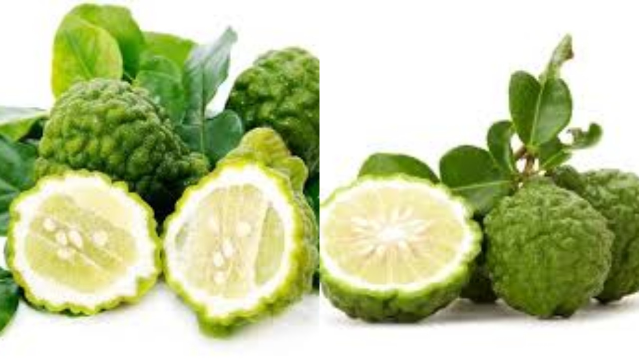 Berikut Manfaat Jeruk Purut Untuk Kesehatan Tubuh Yang Luar Biasa!