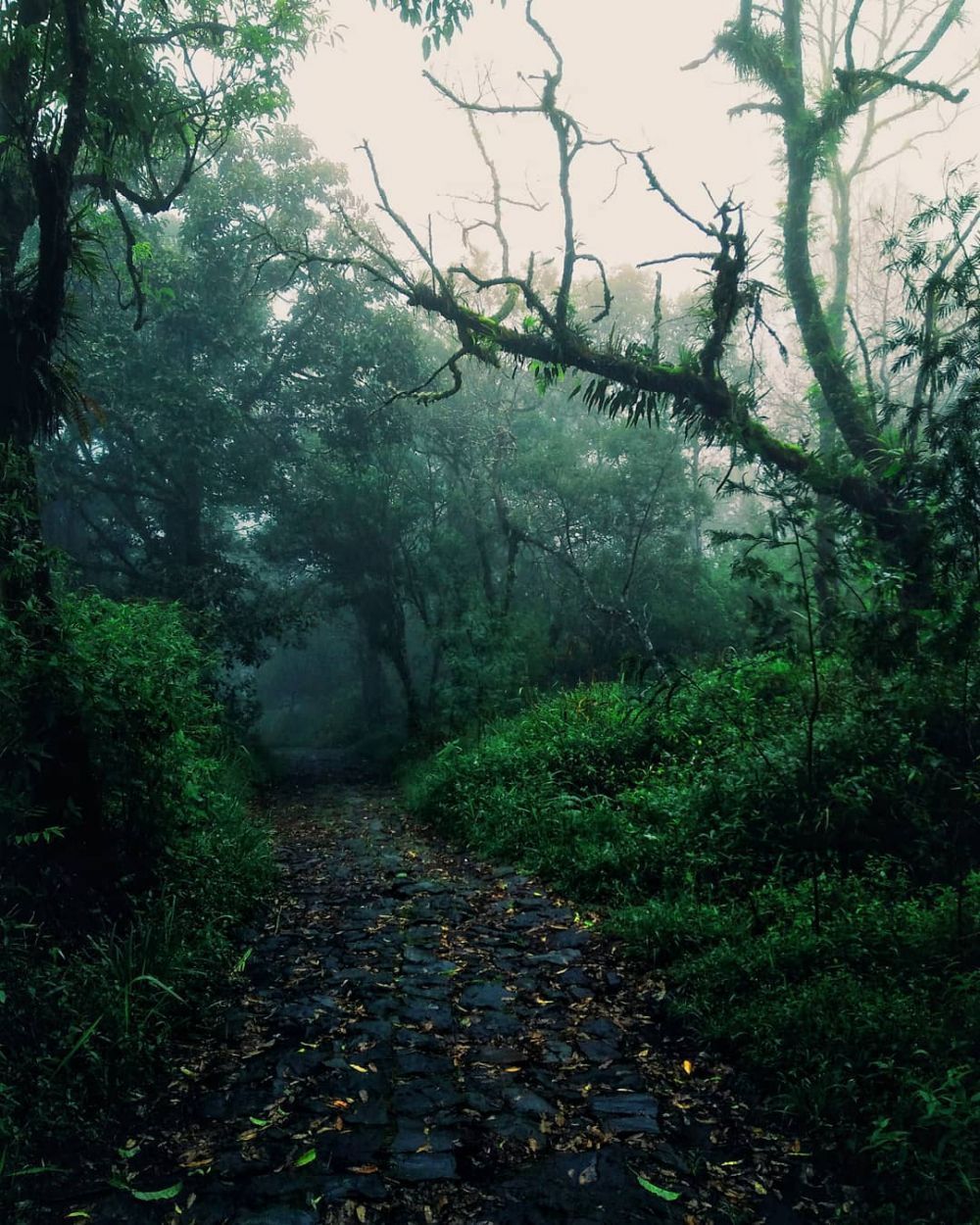 Mengerikan! Inilah 4 Misteri Gunung Ungaran Yang Paling Ditakuti 