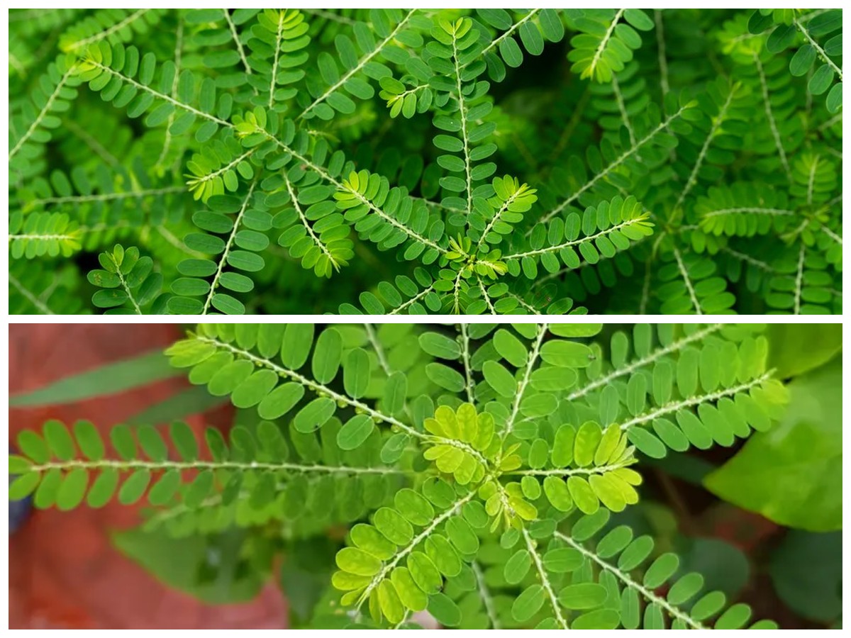  Daun Meniran dan Manfaat Kesehatannya: Solusi Alami untuk Tubuh Lebih Sehat