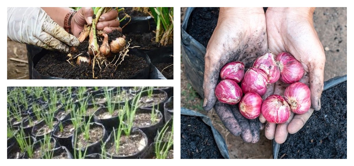 Kreasikan Halamanmu! 8 Inspirasi Kebun Bawang Merah dengan Susunan Bata dan Polybag