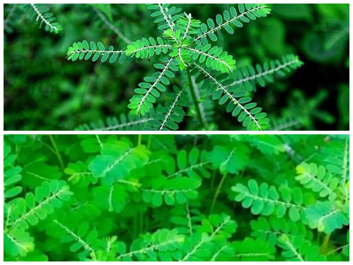 Rahasia Kesehatan Alami: 5 Khasiat Daun Meniran yang Perlu Diketahui