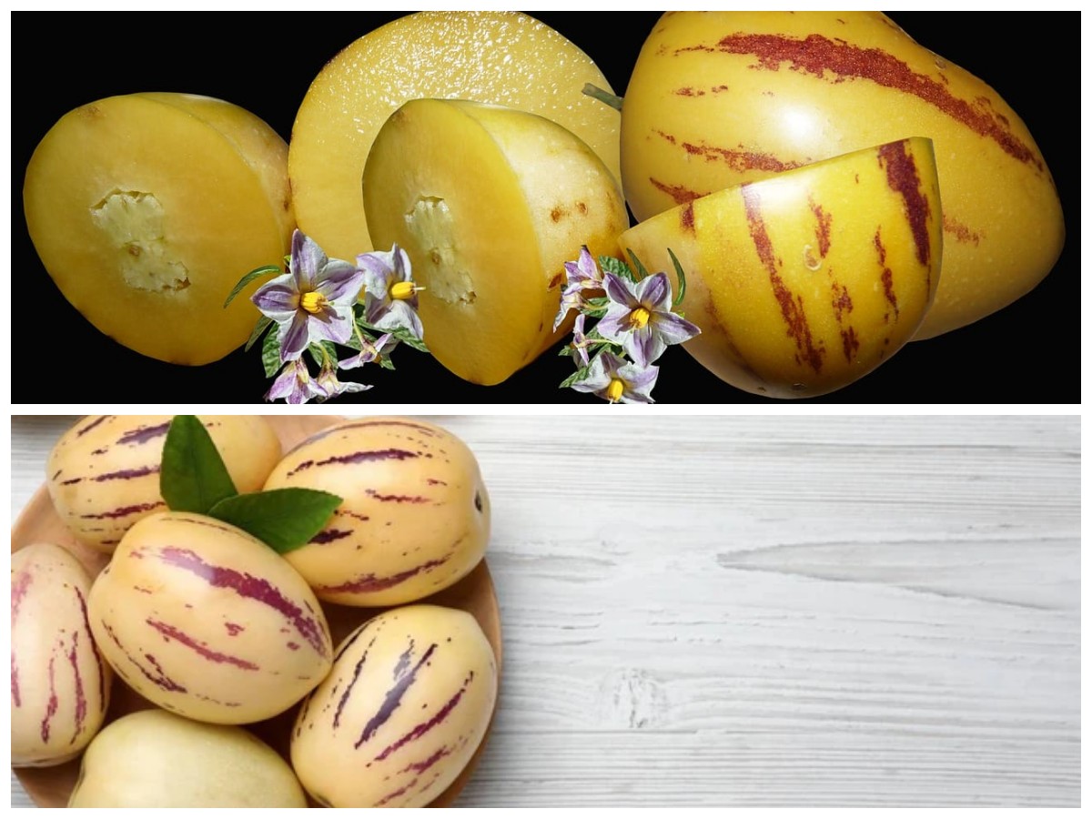 Rahasia Sehat dari Buah Pepino: Si Kecil yang Kaya Nutrisi dan Menyegarkan Tubuh!