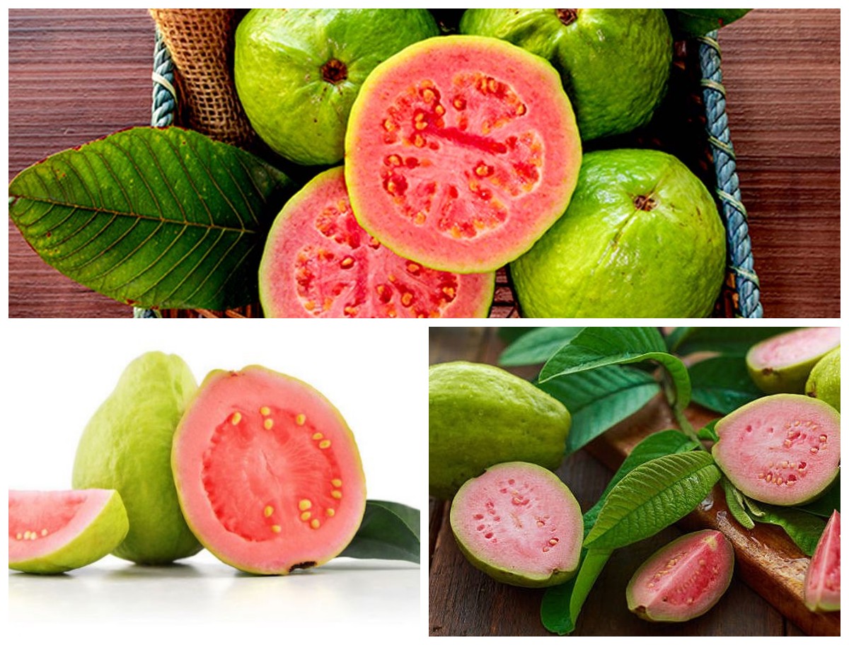 Khasiat Guava atau Jambu Biji untuk Kesehatan Tubuh: Buah Tropis Kaya Vitamin C yang Menjaga Imun