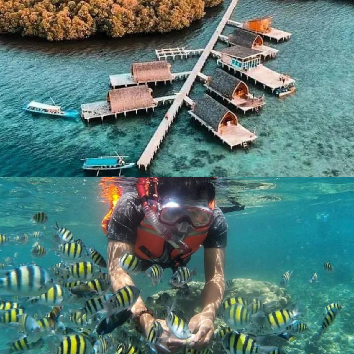 Tak Hanya Suguhkan Keindahan Pantai yang Cantik! Inilah Pesona Bawah Laut Pahawang 