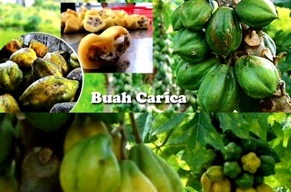 Jaga Kekuatan Tulang Hingga Cegah Kanker? Ternyata Buah Carica Kaya Manfaat. Ini Faktanya!