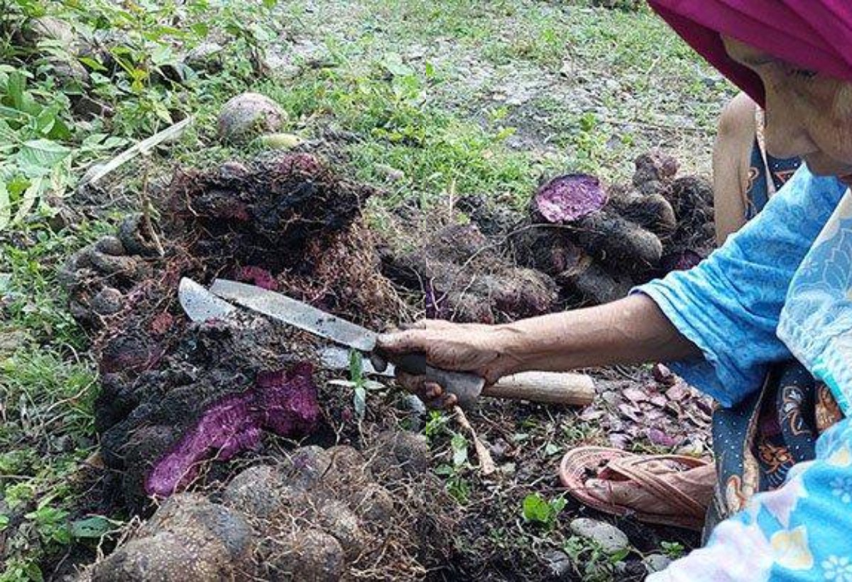 Ingin Sehat Alami? Coba Obat Tradisional Suku Aceh!