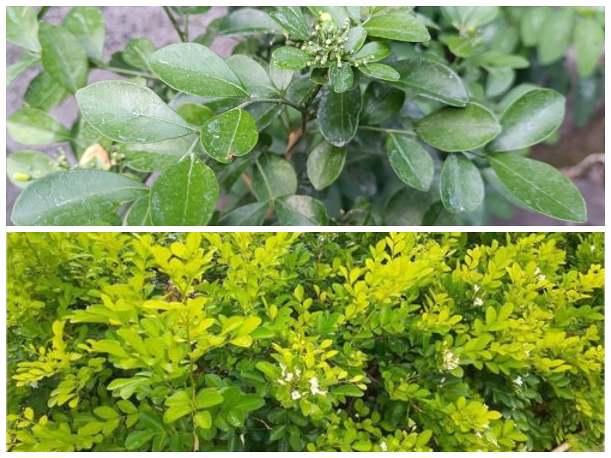 Daun Kemuning, Herbal Alami dengan Manfaat Lengkap untuk Jantung dan Kecantikan