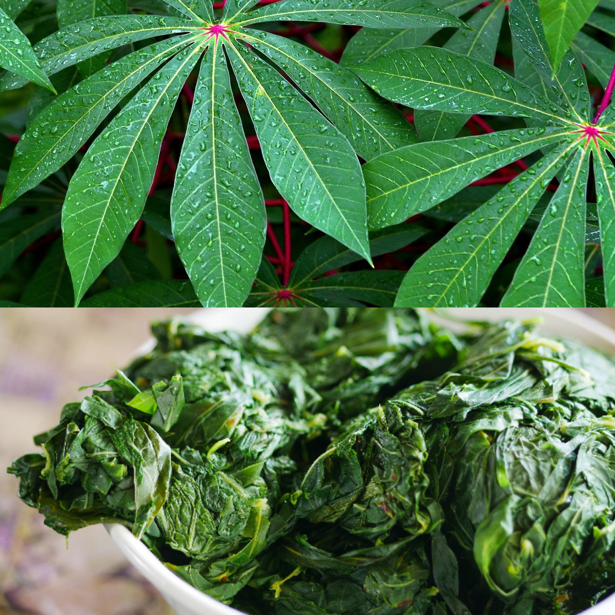 Wajib Diketahui, Ini 13 Manfaat Daun Singkong bagi Tubuh!