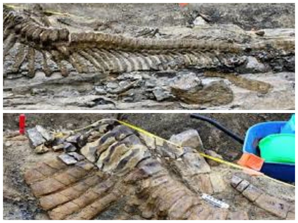 Jejak Purba dari Gurun Meksiko: Fosil Ekor Hadrosaurus 72 Juta Tahun Ditemukan