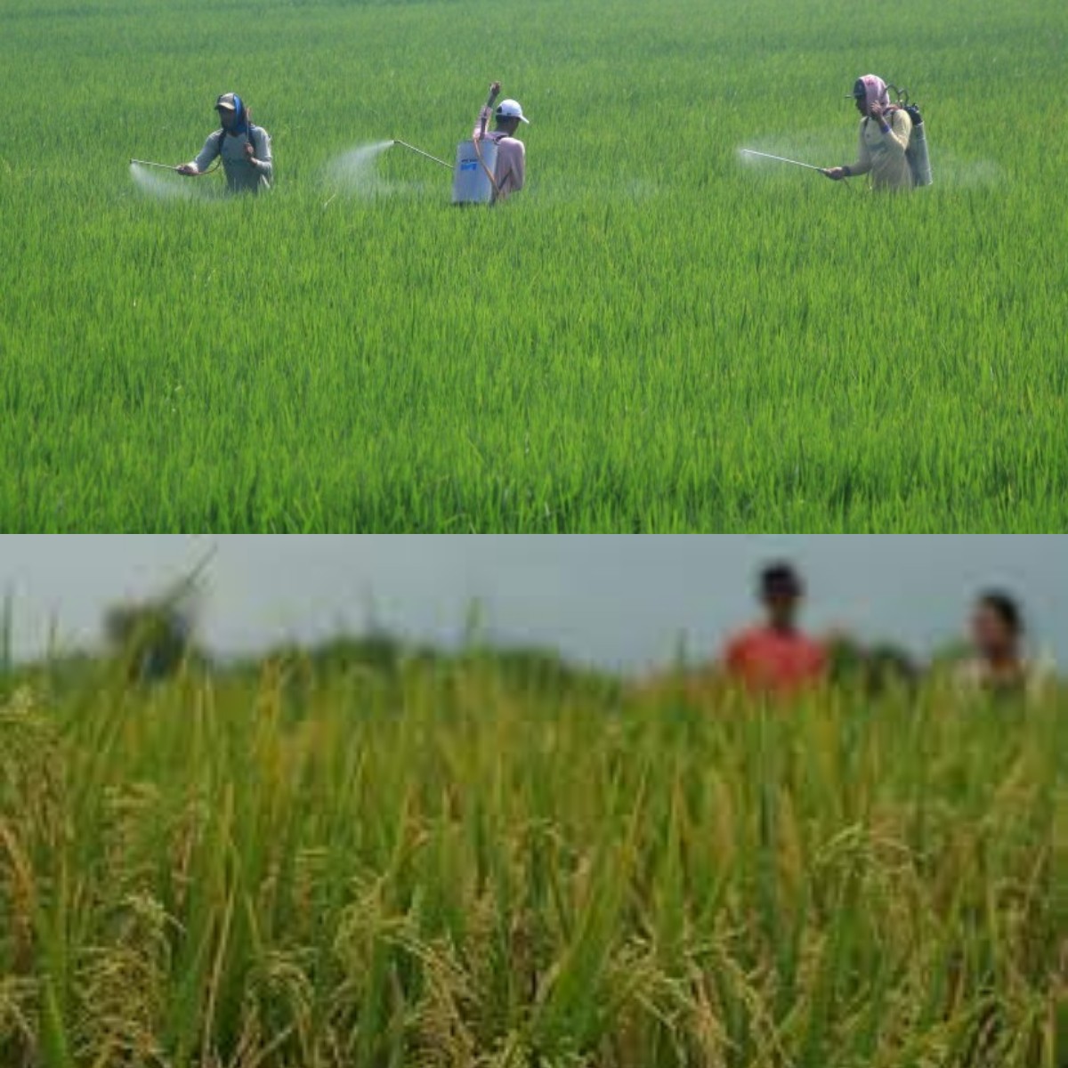 Yuk Intip Fakta Menarik Lumbung Padi yang Dulu Jadi Lambang Kemakmuran dan Kuasa