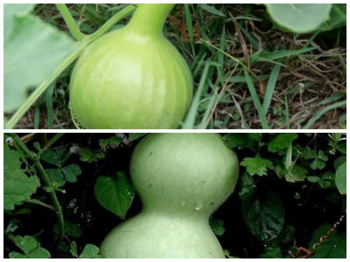 Rahasia Sehat dari Labu Air: 7 Manfaat Penting untuk Tubuhmu