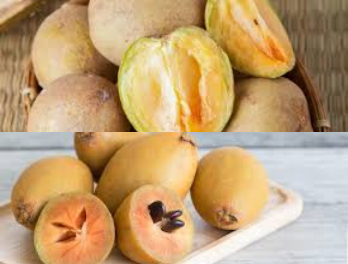 5 Manfaat Buah Sawo untuk Kesehatan yang Sayang Dilewatkan!