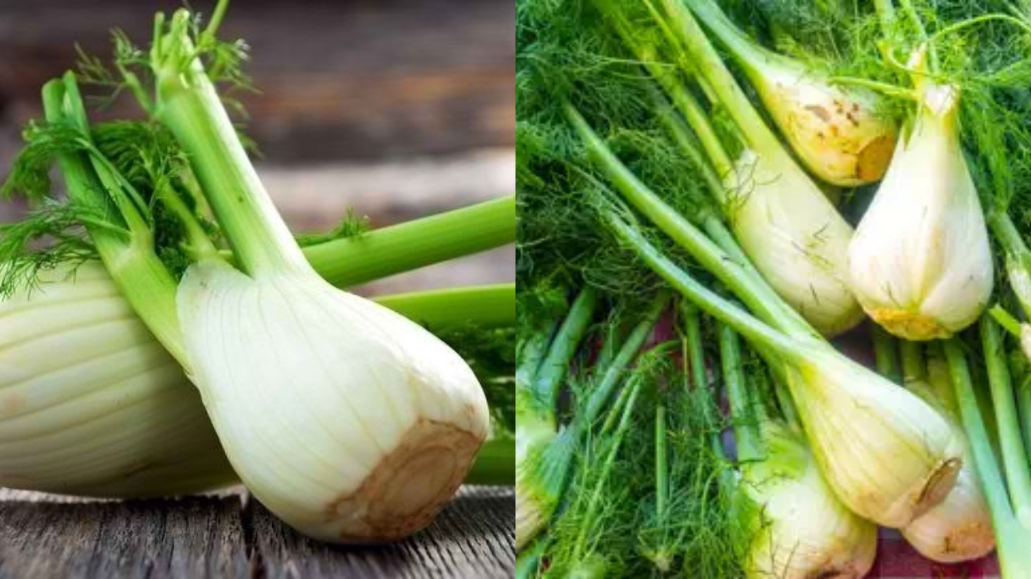 Manfaat Adas untuk Memperlancar Produksi ASI Busui Harus Tahu! 