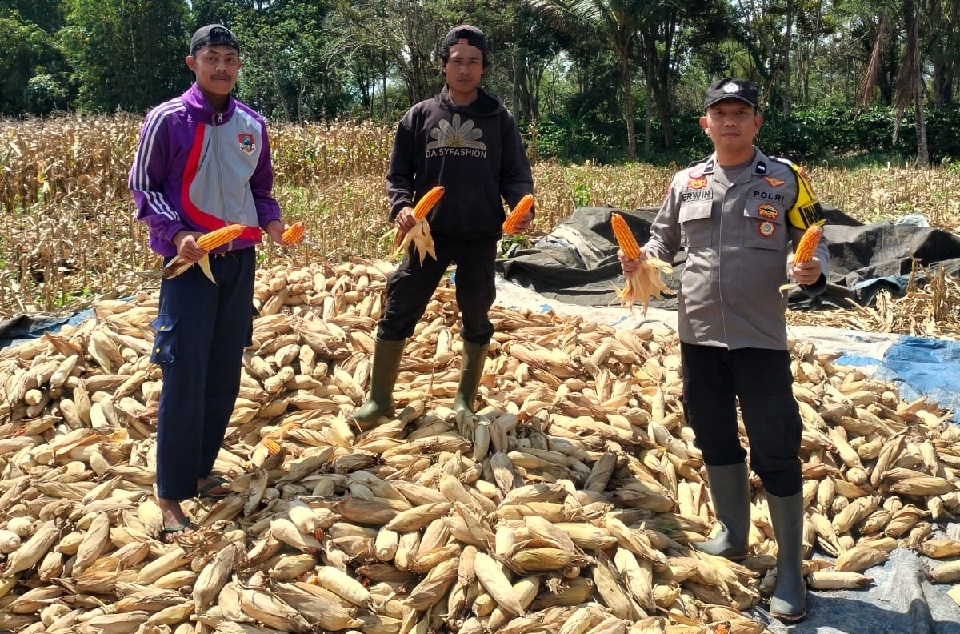 Dukung Asta Cita Presiden Prabowo, Bhabinkamtibmas Kawal Panen Jagung 