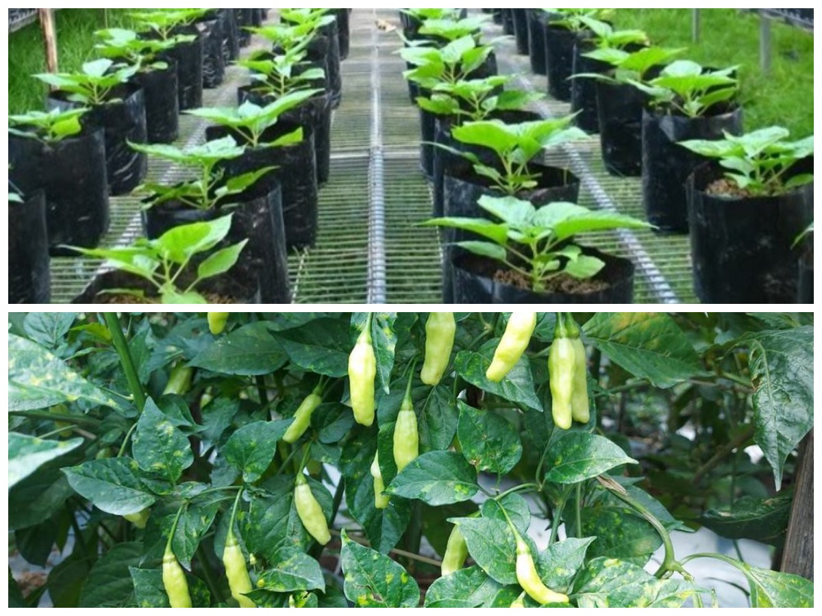 Rahasia Sukses Menanam Cabai Rawit Hijau di Polybag, Dijamin Panen Lebat!