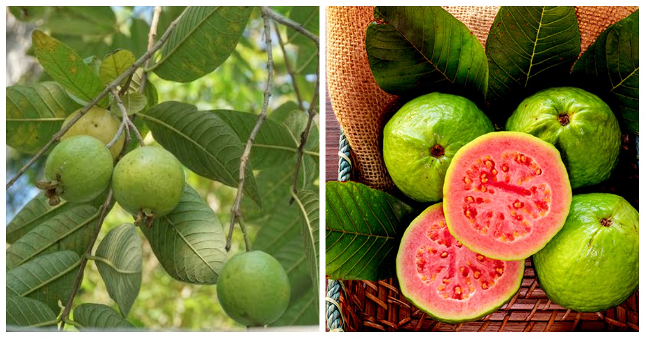 9 Manfaat Jambu Biji untuk Menjaga Kesehatan Tubuh