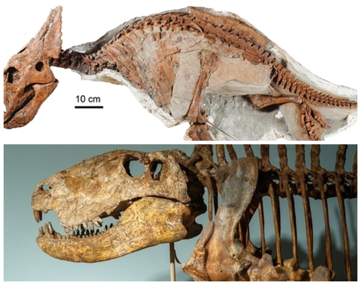 Bikin Heboh, Peneliti Menguak Sisa Fosil Dinosaurus Berusia 145 Juta Tahun!