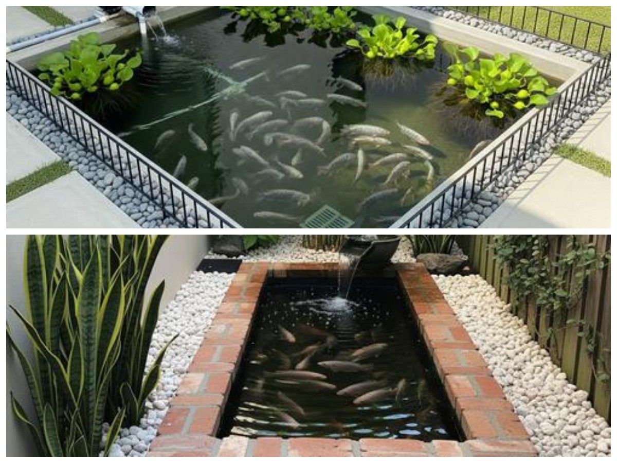 Lahan Terbatas Bukan Kendala! Ide Desain Halaman Belakang untuk Budidaya Ikan Nila yang Efisien