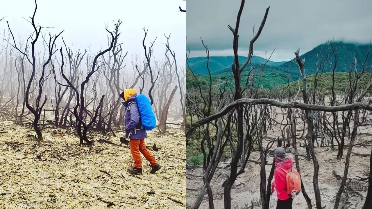 Apa yang Terjadi pada Hutan Mati di Papandayan? Begini Kisahnya!