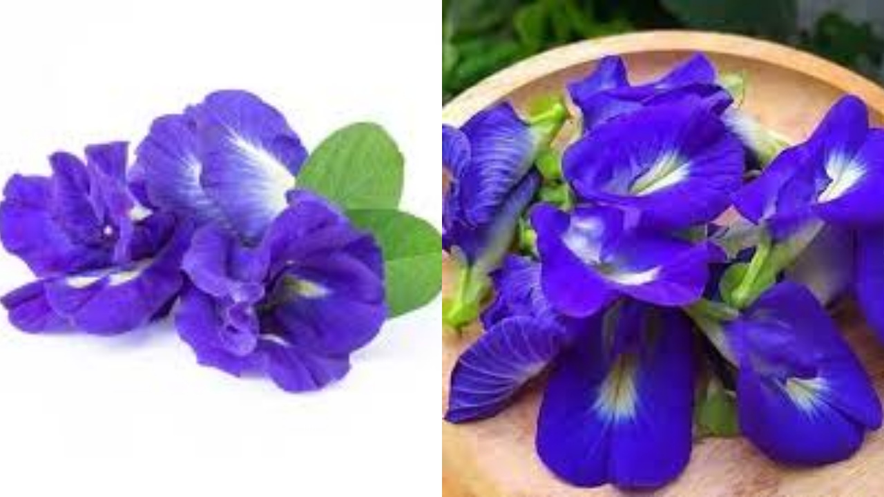Inilah 8 Manfaat Bunga Telang Bagi Kesehatan Tubuh Yang Jarang Diketahui!