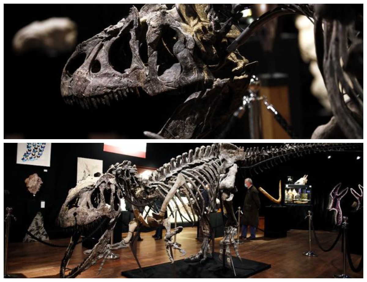 Mengungkap Sejarah Peradaban Zaman Dahulu Melalui Temuan Fosil-fosil Tulang Dinosaurus 