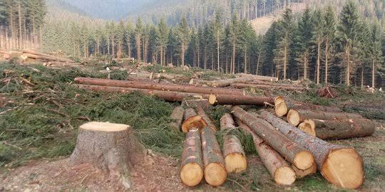 Indonesia Harus Beradaptasi dengan Regulasi Uni Eropa untuk Mengatasi Deforestasi, Ini Penjelasan IFCC!