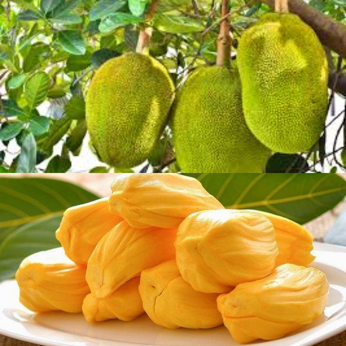  Manfaat Buah Nangka untuk Wanita Secara Umum!