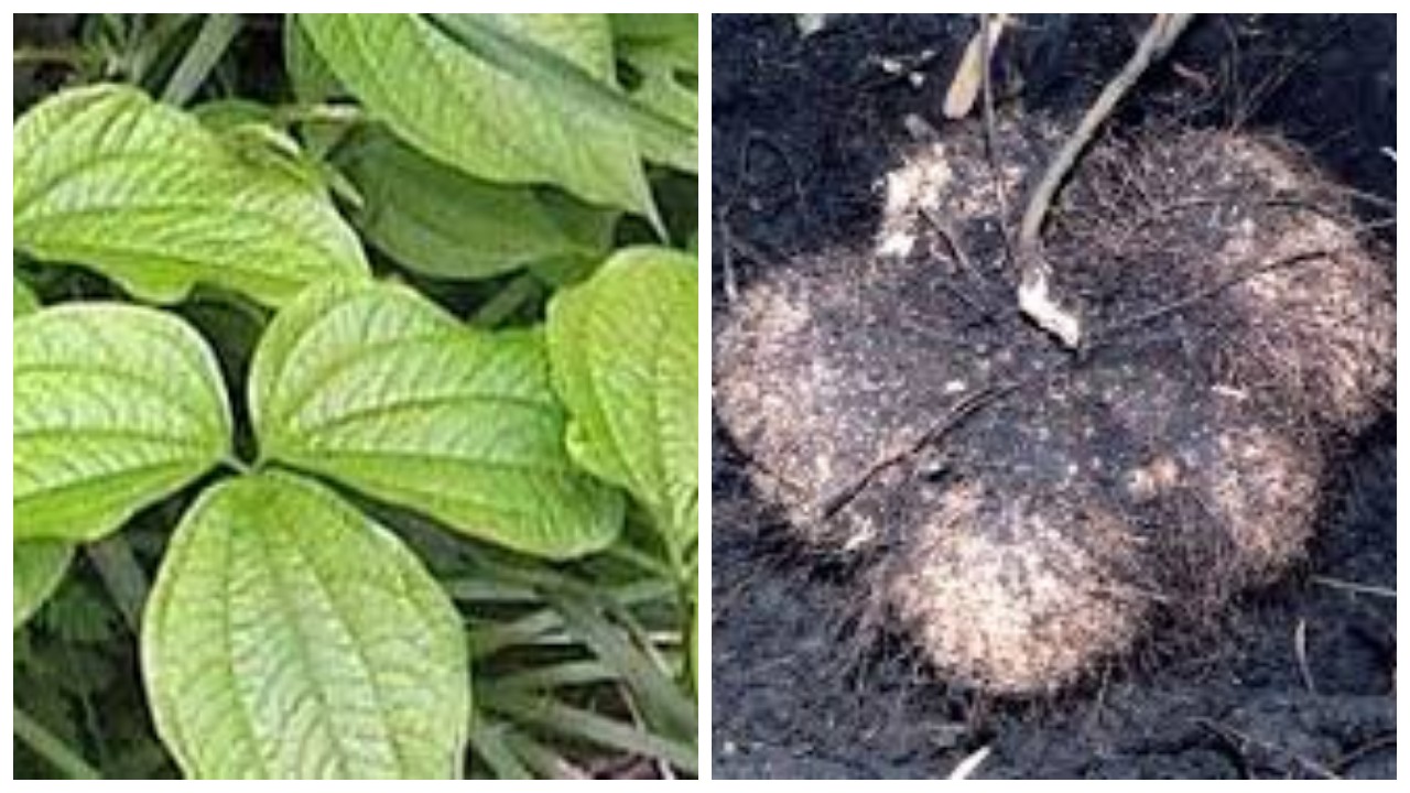 Gadung, Umbi-Umbian yang Penuh Nutrisi dan Kegunaan