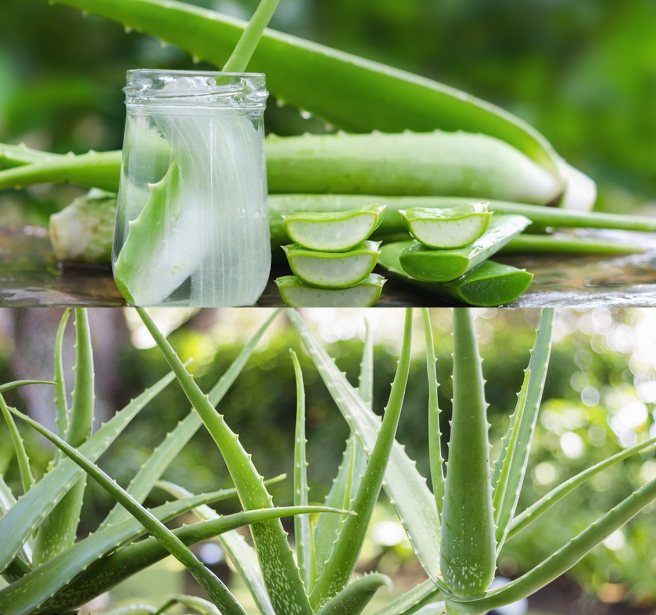  8 Kegunaan Lidah Buaya untuk Kesehatan yang Harus Diketahui!