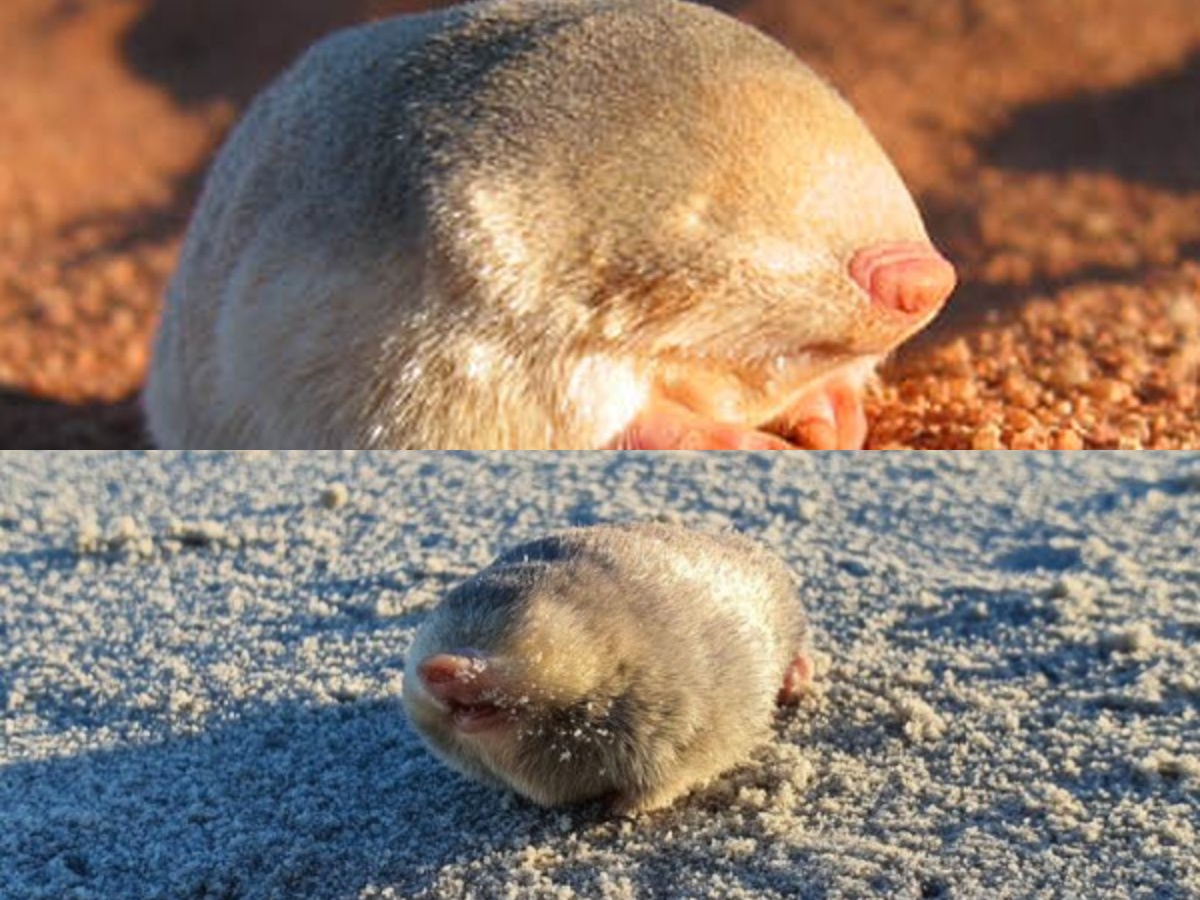 Penemuan Mole Emas, Kembalinya Hewan yang Hampir Punah Setelah 87 Tahun