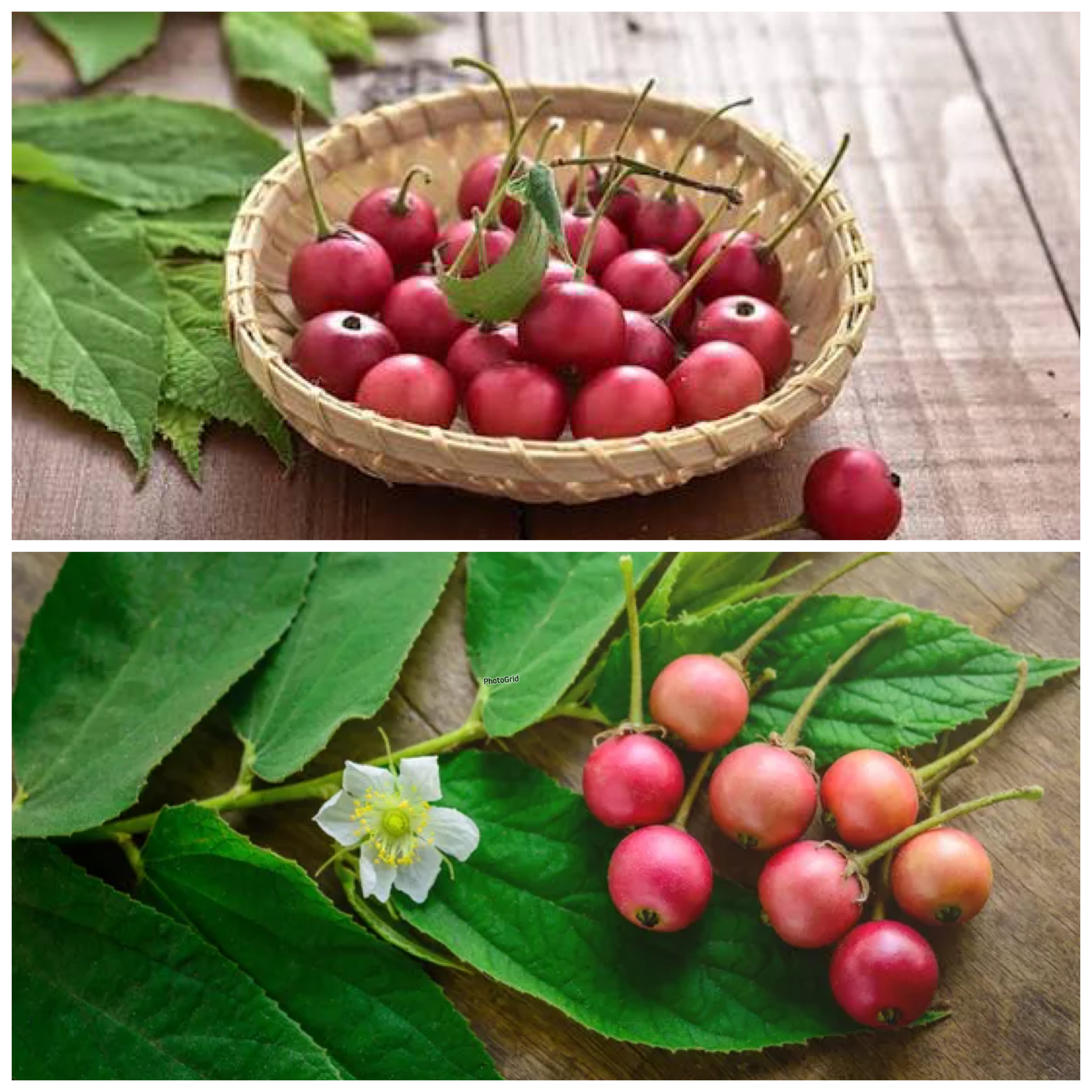 Rahasia Buah Kersen: Si Kecil Manis dengan Segudang Manfaat untuk Kesehatan!