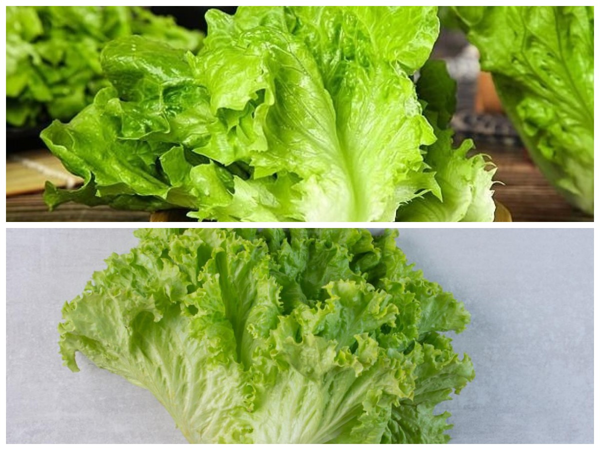 Jarang Disadari! Ini Khasiat Selada dalam Membantu Mengontrol Kadar Gula Darah