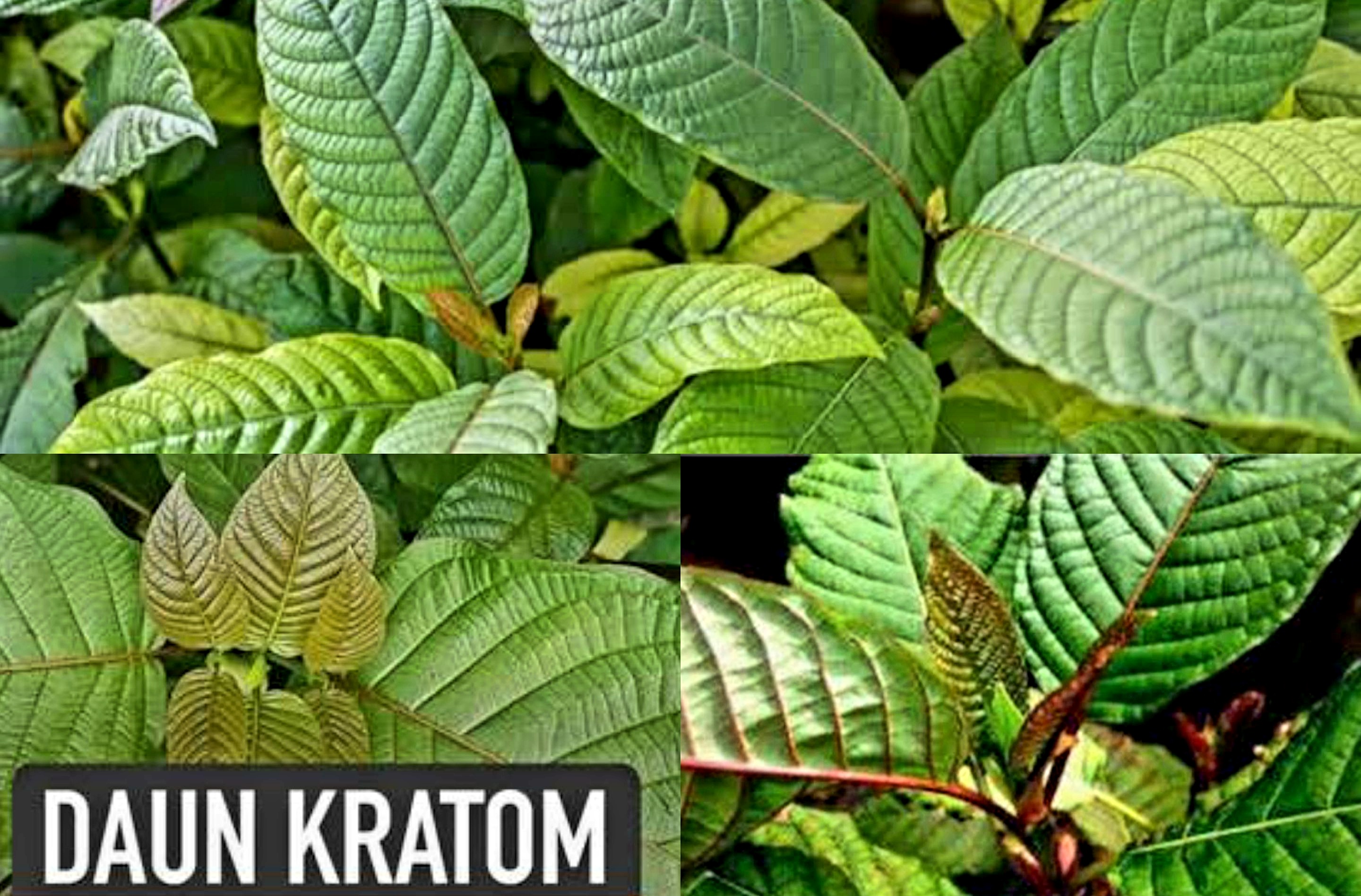 Segudang Manfaat Untuk Kesehatan Daun Kratom Ditengah Kontroversi Efek Sampingnya.