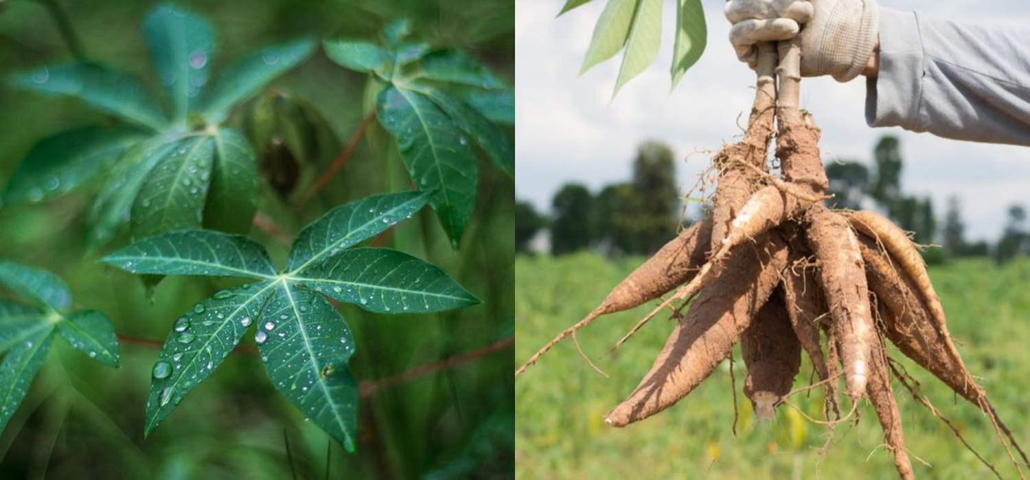 Daun atau Umbi Singkong, Manakah yang Lebih Bergizi?