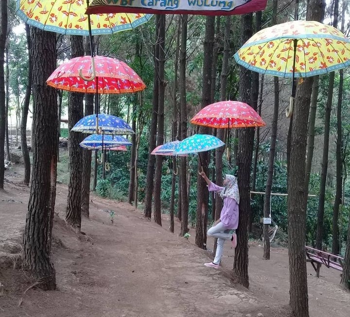 Instagrambel Banget, Wisata Bukit Pinus Wonosalam JATIM, Cocok Weekend Bersama Keluarga
