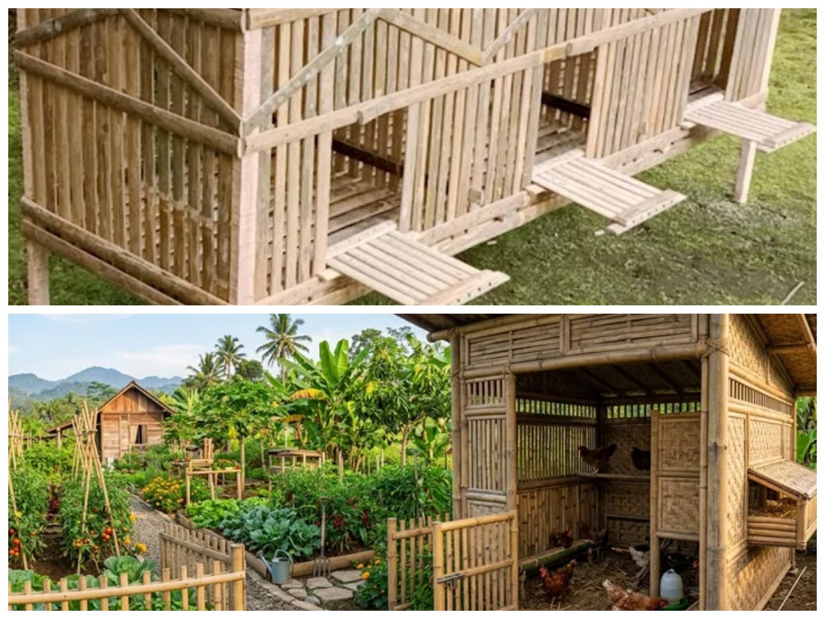 Ternak Ayam Lebih Efisien! 5 Desain Kandang Bambu Kekinian untuk Peternak Milenial