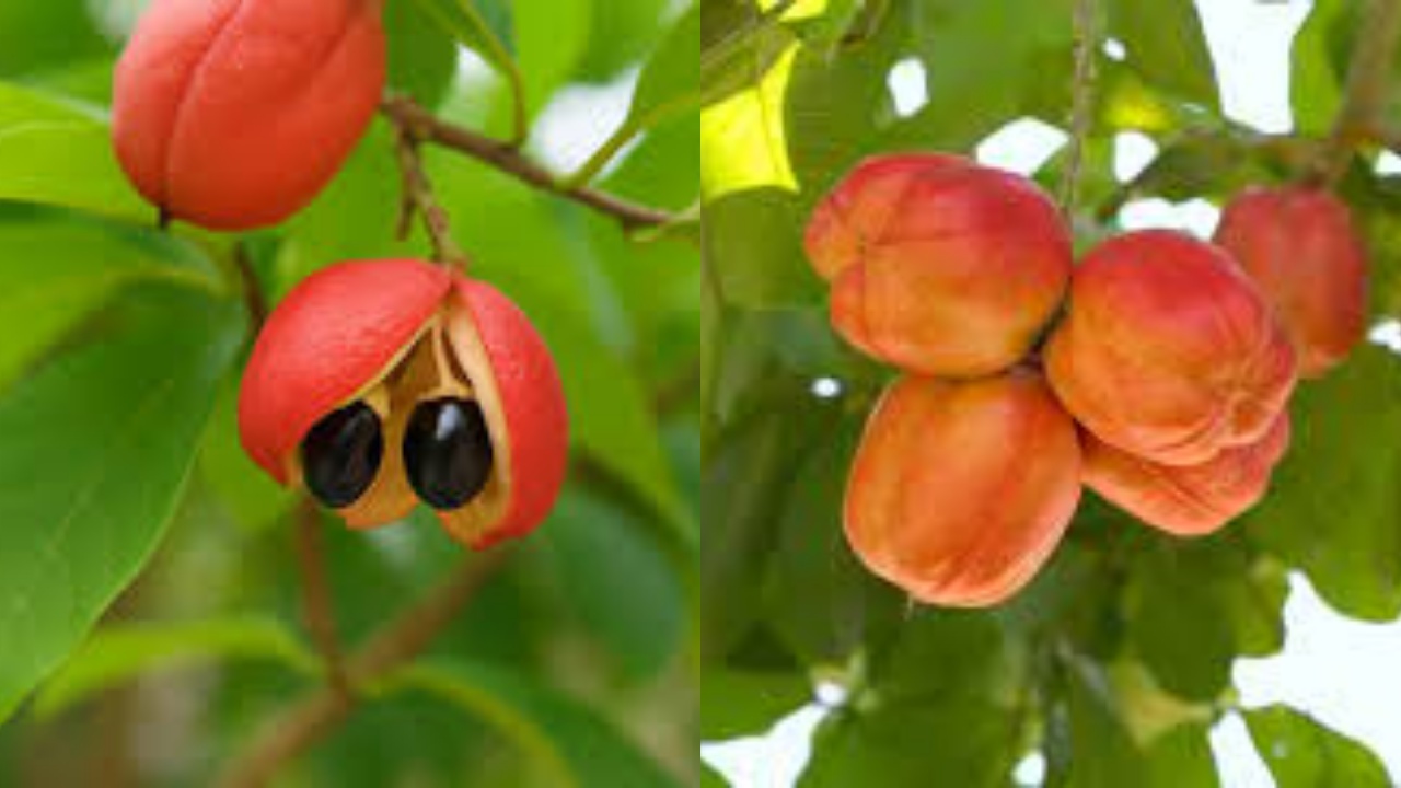 Yuk Intip! Inilah Manfaat Buah Ackee Untuk Kesehatan Yang Jarang Diketahui