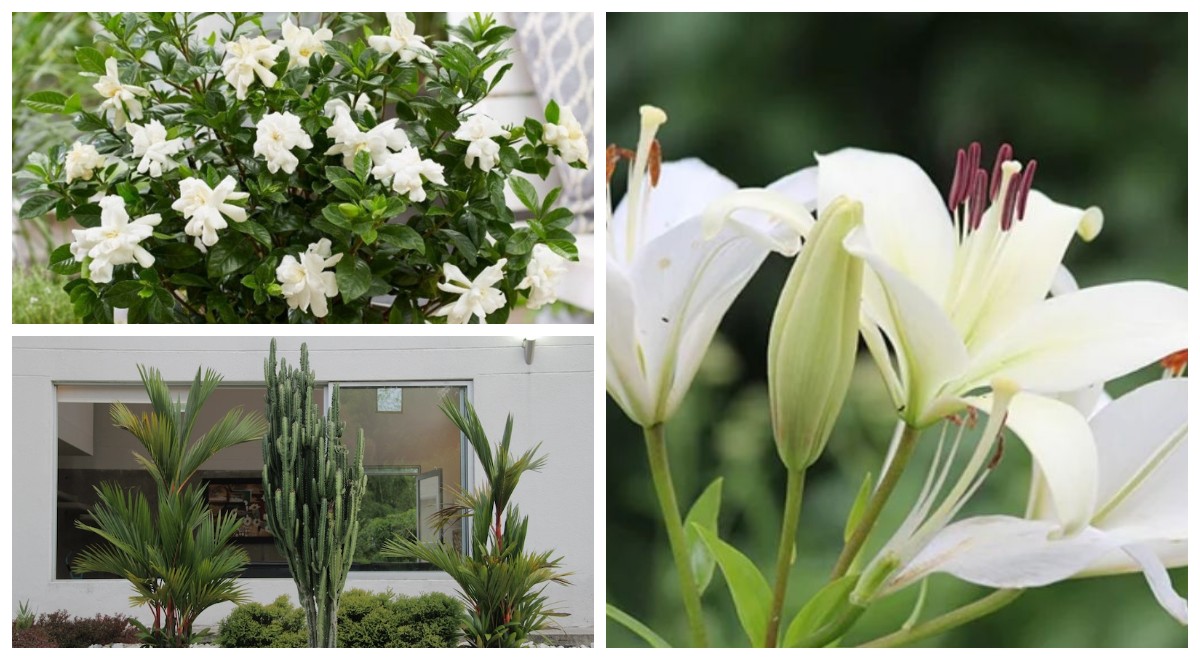 Bukan Sekadar Cantik! Ini 7 Tanaman Hias Depan Rumah yang Diyakini Bawa Hoki dan Sehat