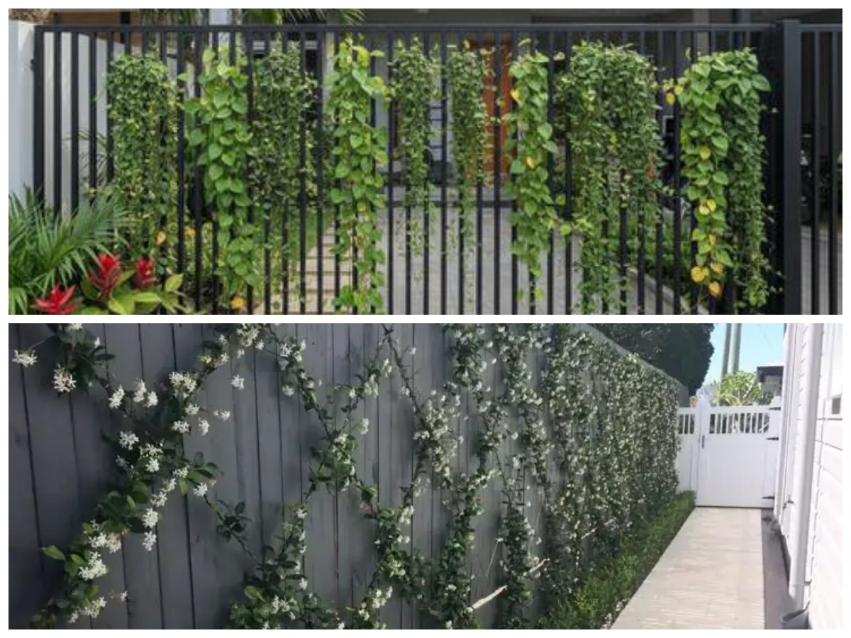 Rekomendasi 7 Tanaman Merambat untuk Pagar Rumah Lebih Hijau dan Menawan