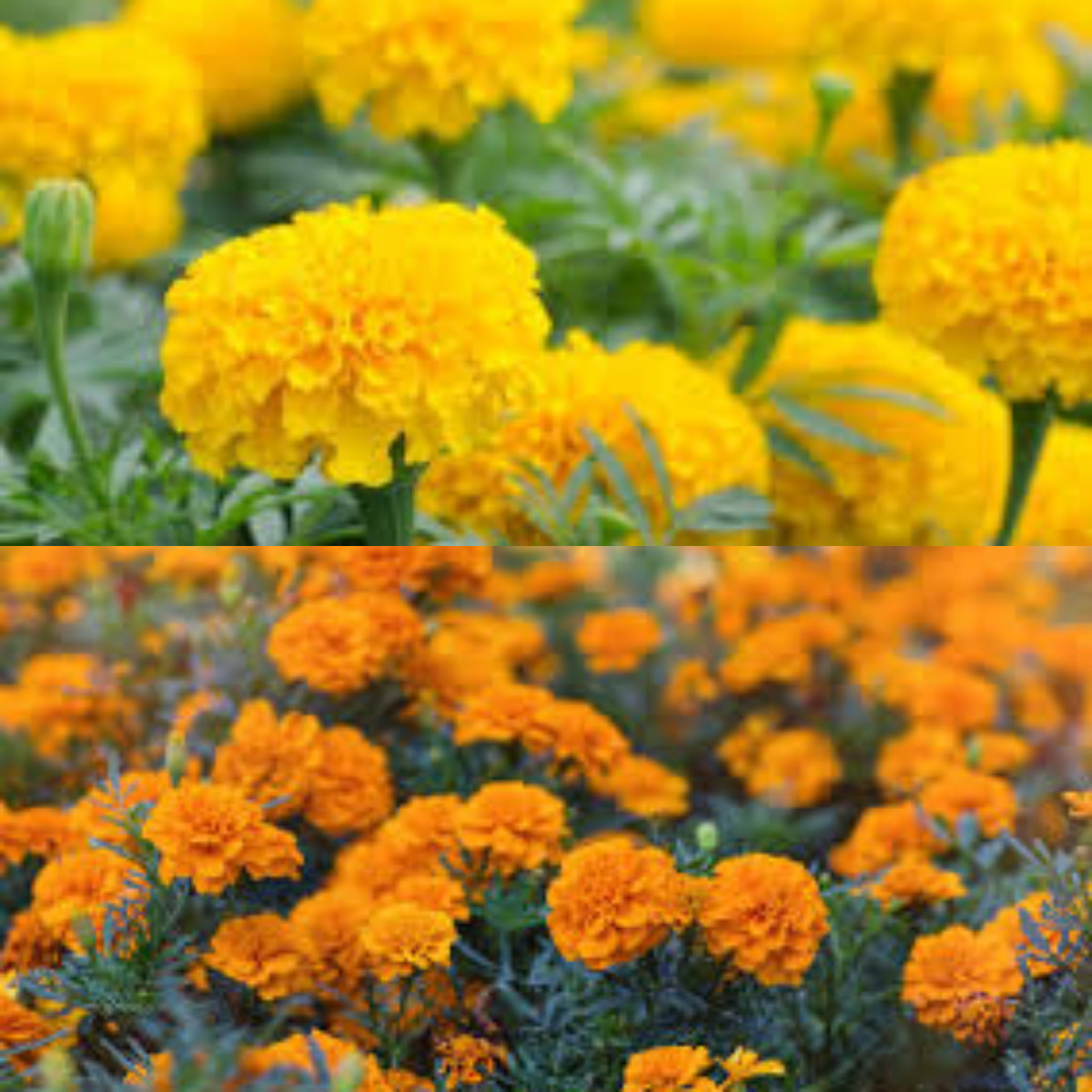  Waw, Baru Tahu Ternyata, 7 Manfaat Bunga Marigold dan Cara Mengonsumsinya!